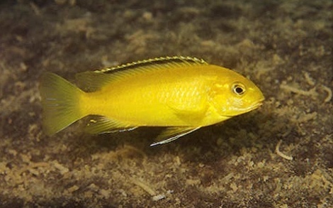 Tropheops romandi 'Thumbi West Island'